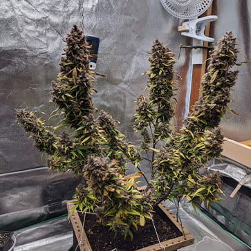 Семена конопли Auto Afghan Kush Feminised Silver